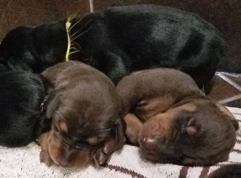 1 week old doberman puppies