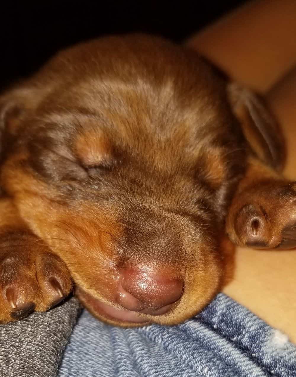 1 week old doberman puppies