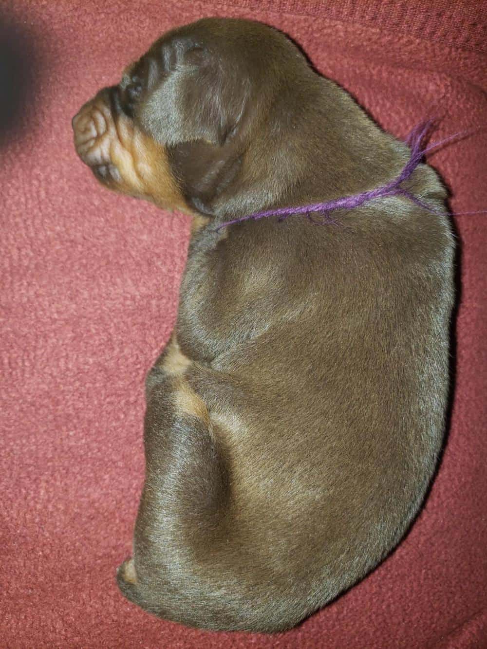 1 week old doberman puppies