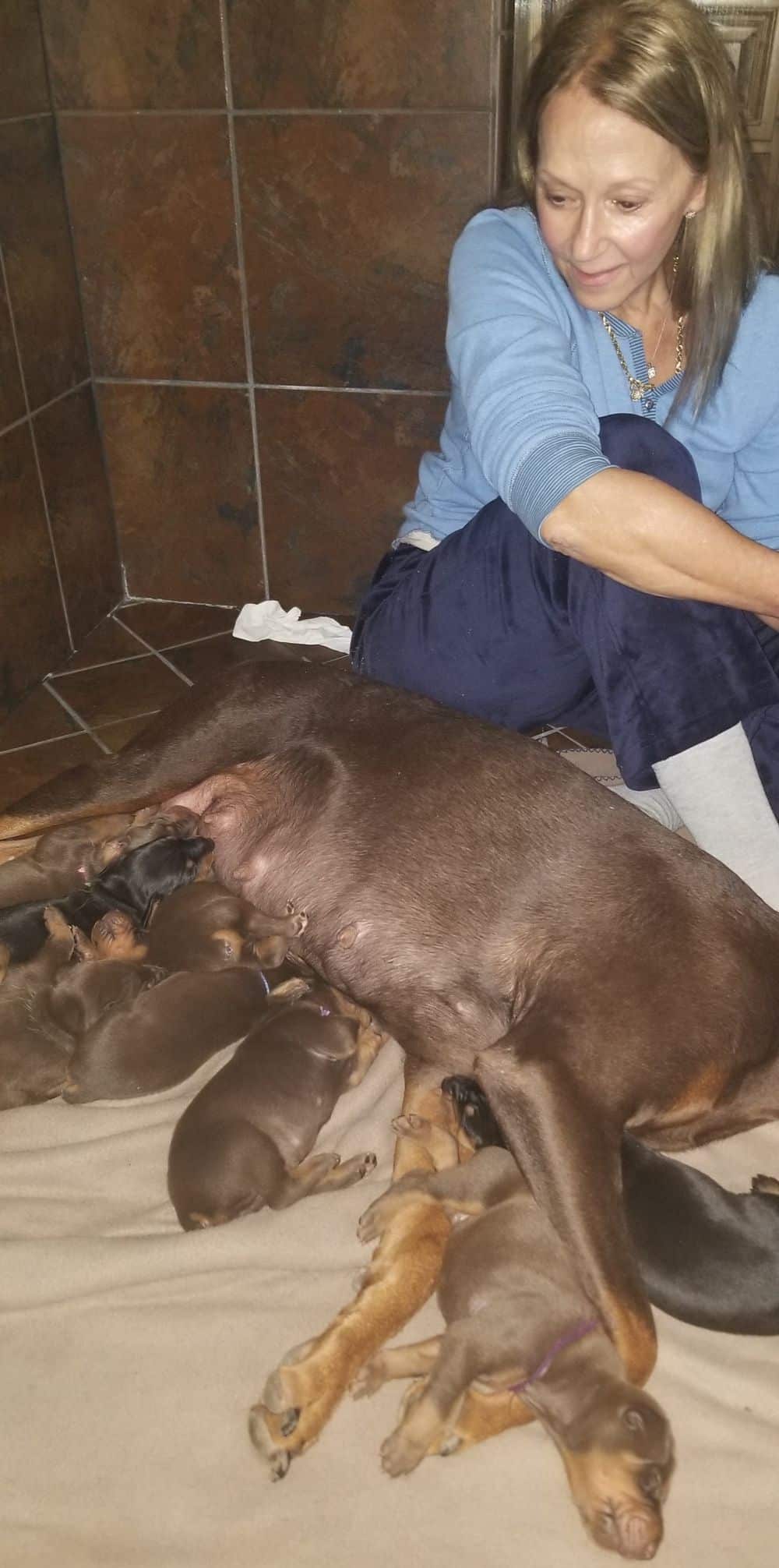 1 week old doberman puppies