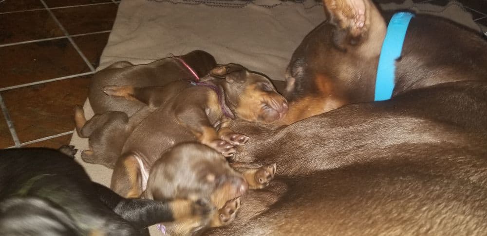 1 week old doberman puppies