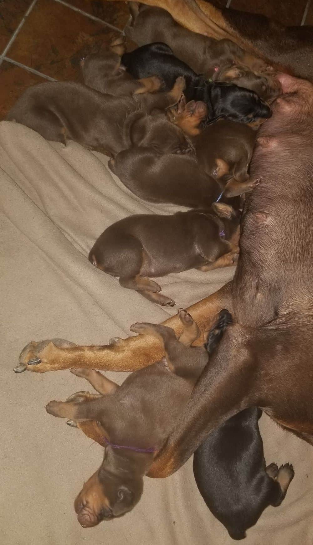 1 week old doberman puppies