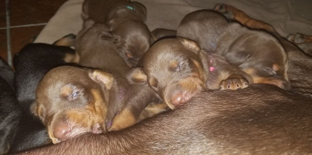 1 week old doberman puppies