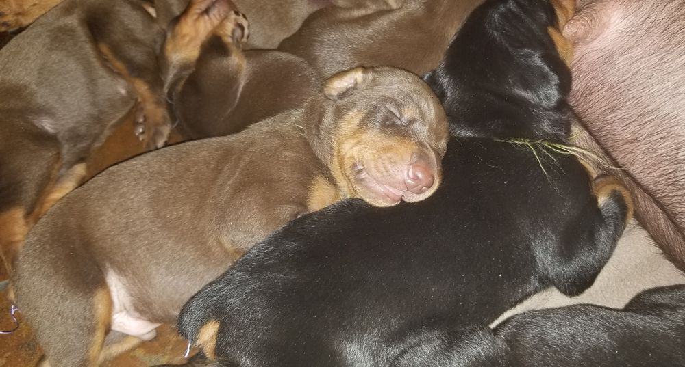 1 week old doberman puppies