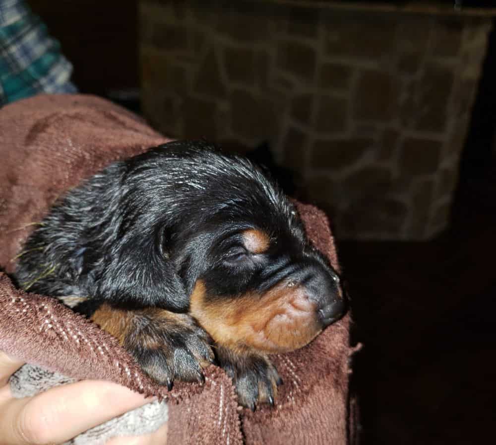 doberman puppy's first bath