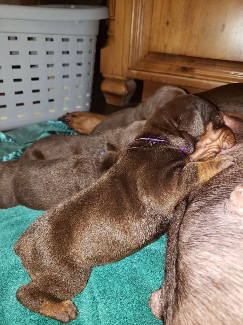 doberman puppy's first bath