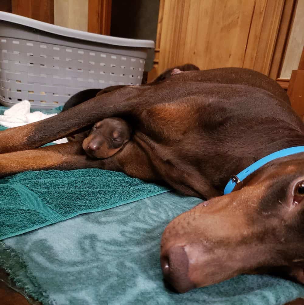 doberman puppy's first bath