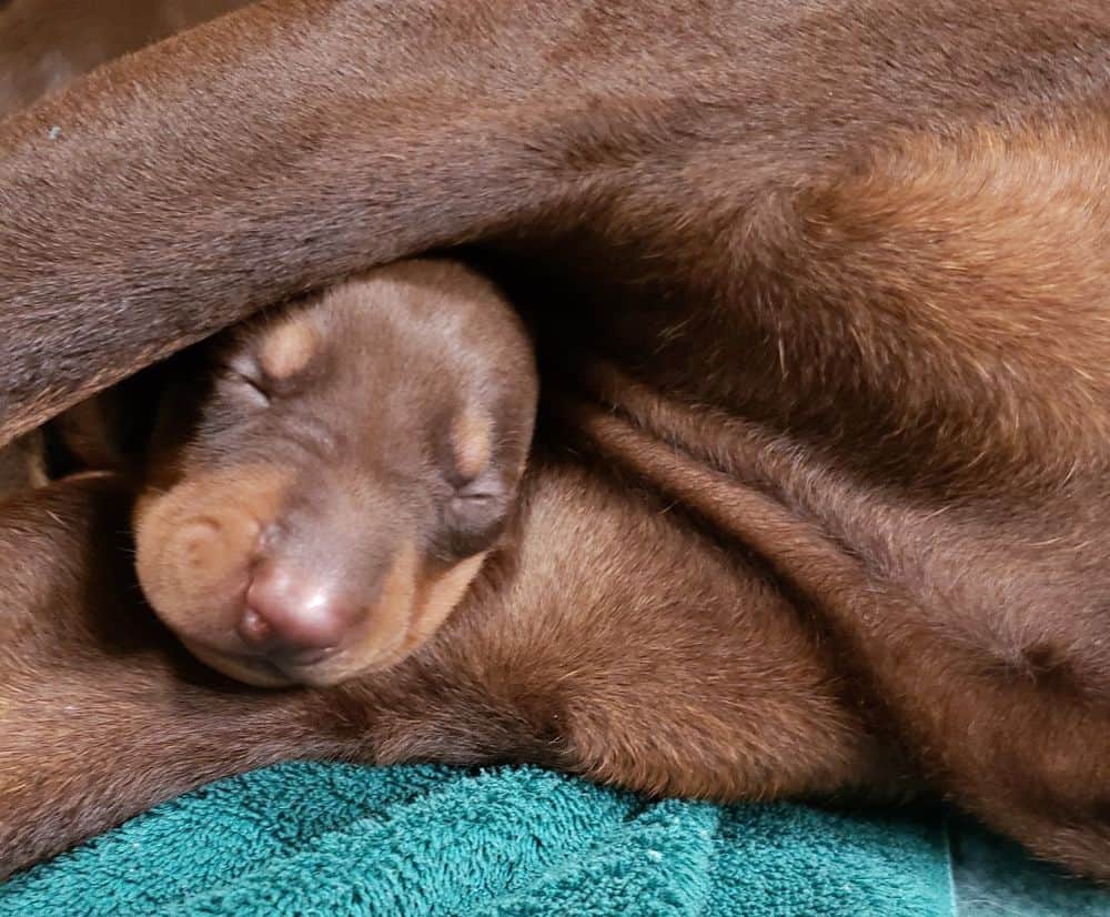 doberman puppy's first bath