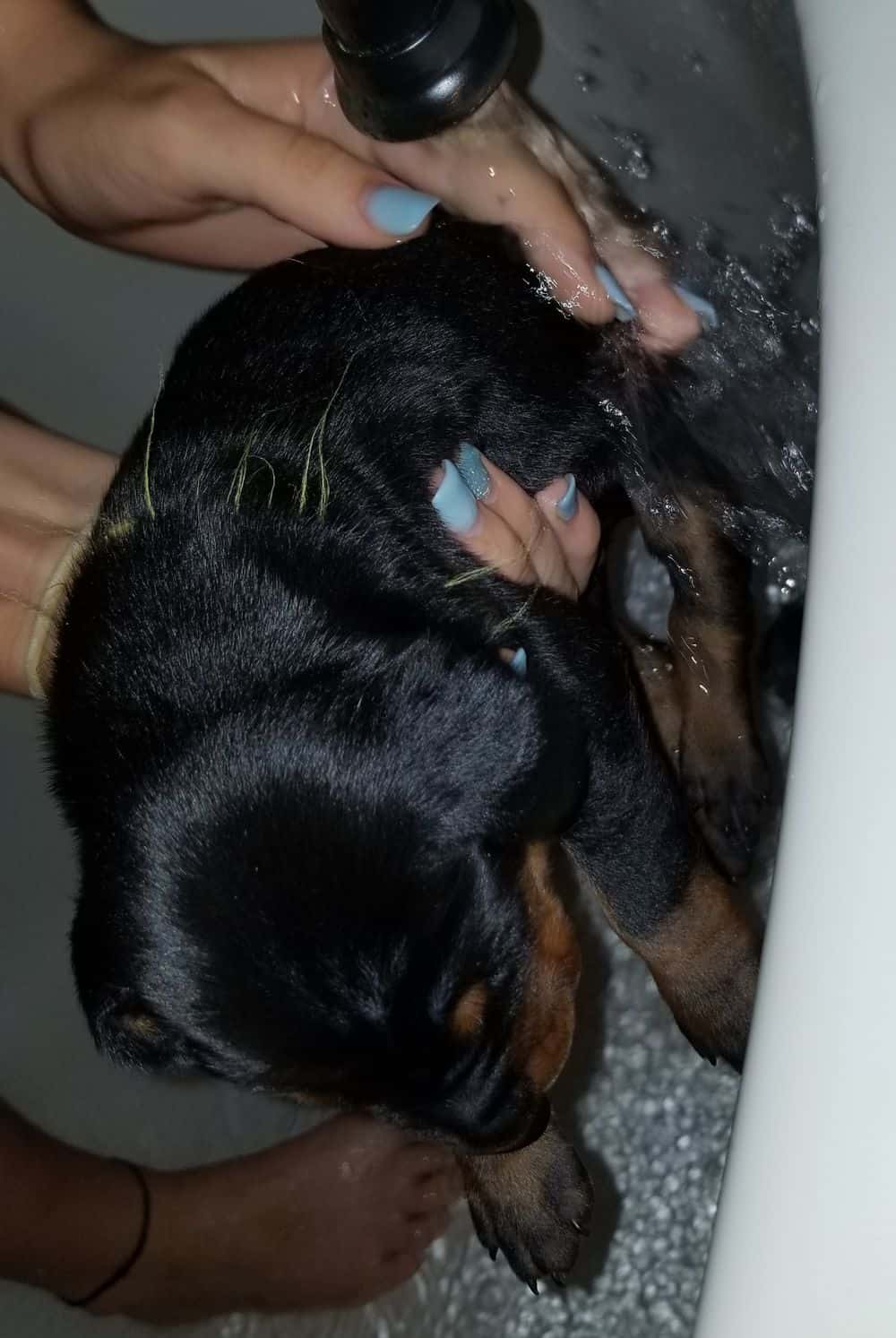 doberman puppy's first bath