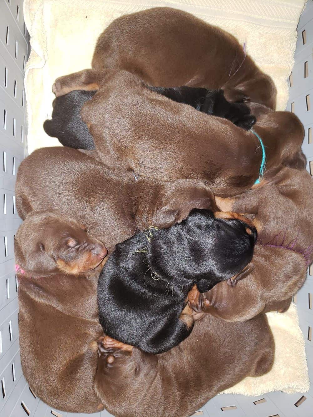 doberman puppy's first bath