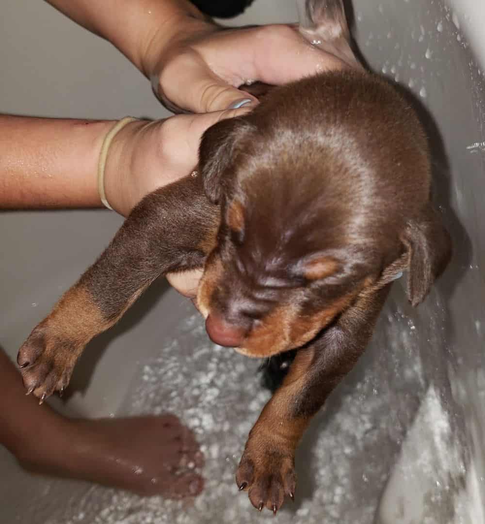 doberman puppy's first bath