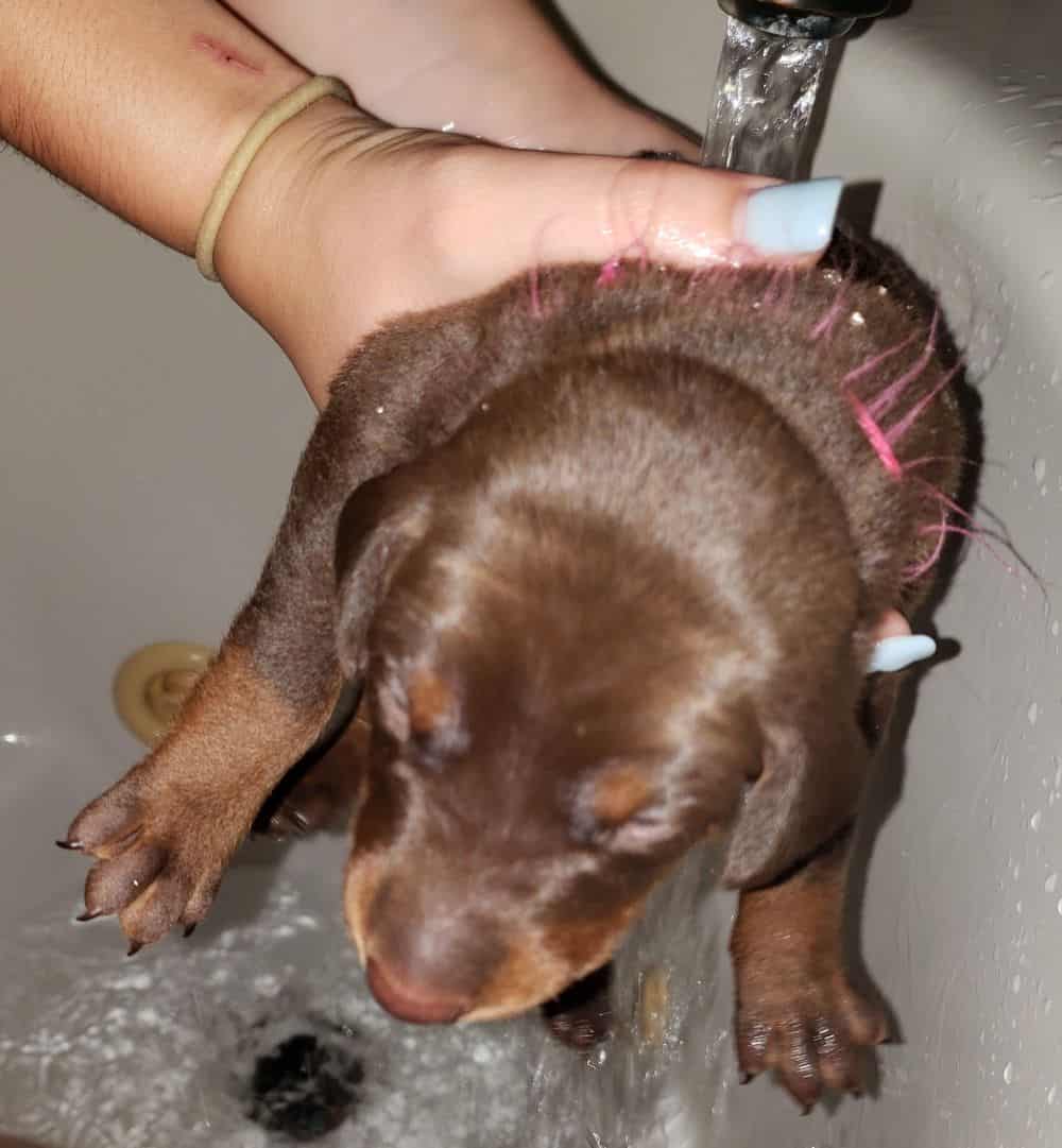 doberman puppy's first bath