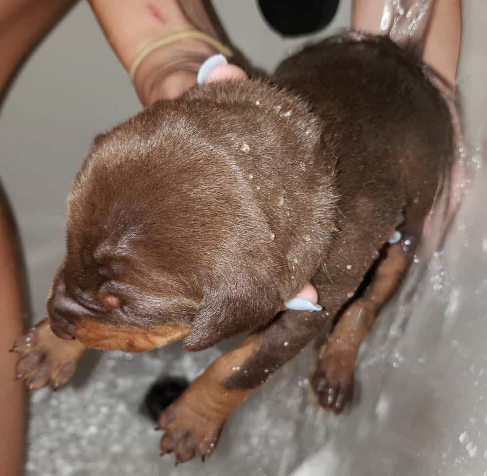 doberman puppy's first bath