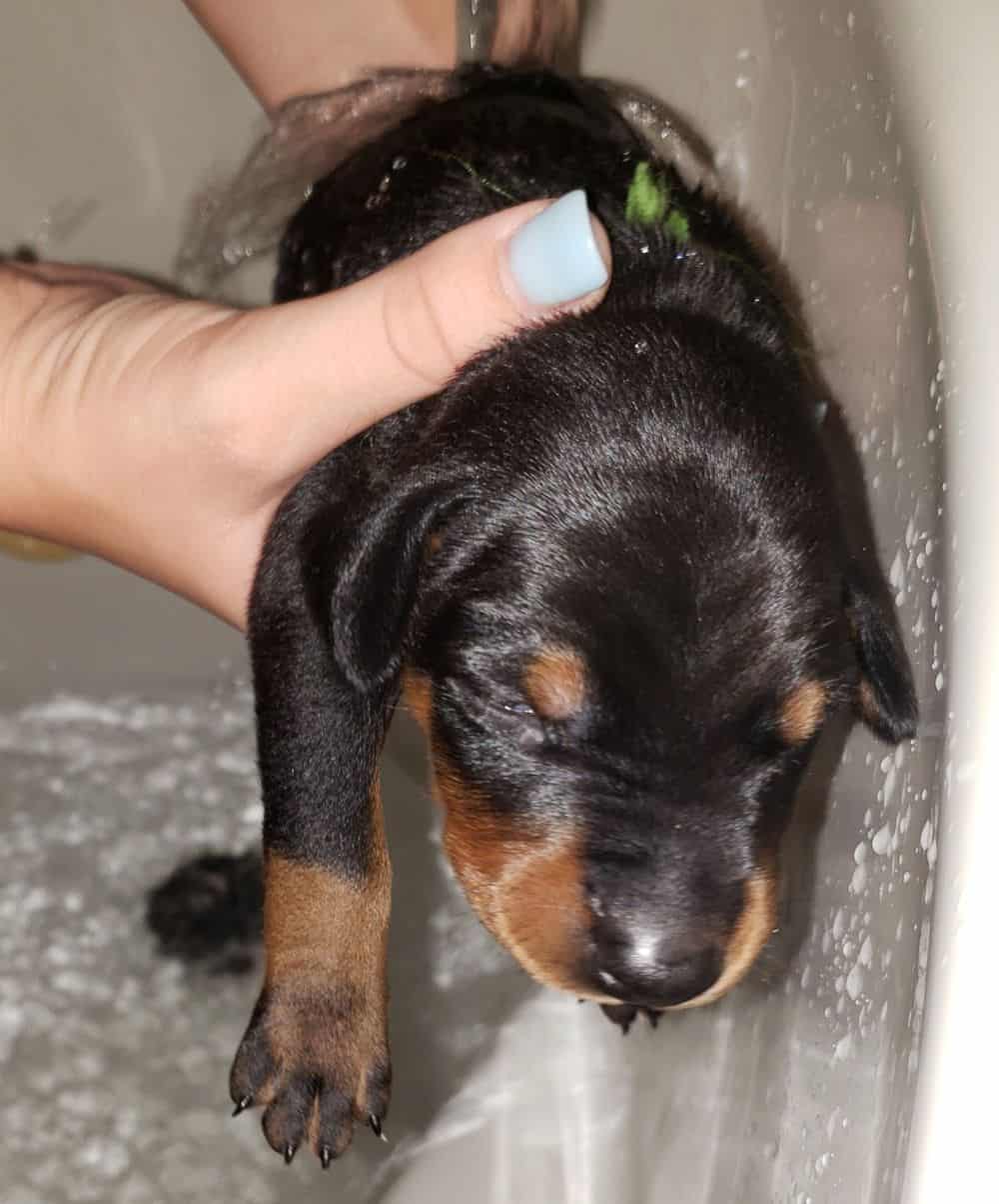 doberman puppy's first bath