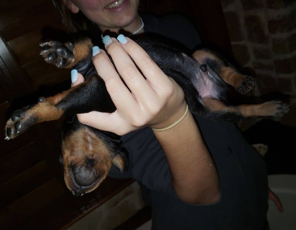 doberman puppy's first bath