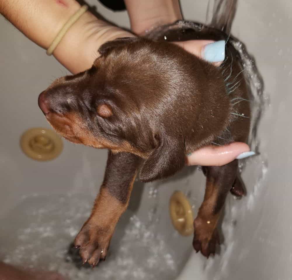 doberman puppy's first bath