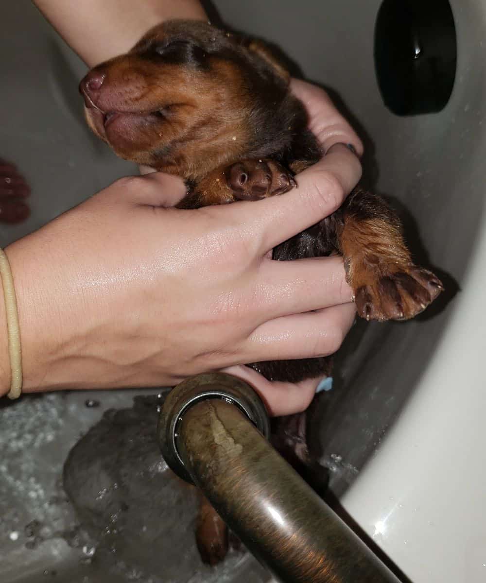 doberman puppy's first bath