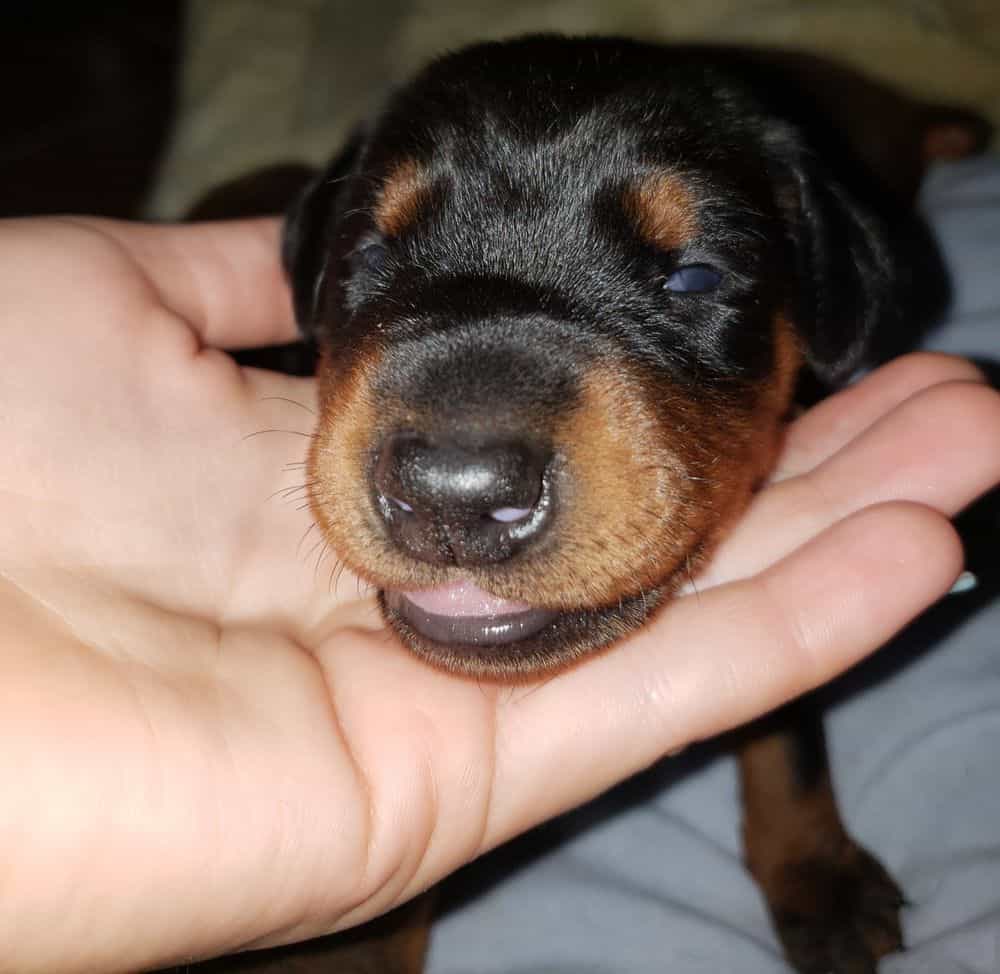 doberman puppy's eyes open