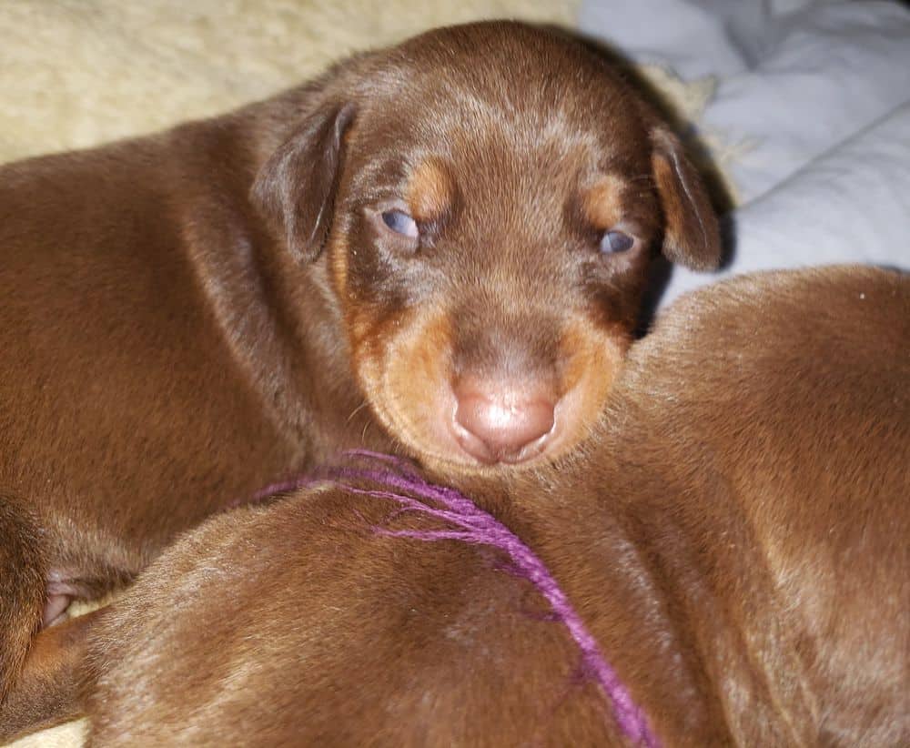 doberman puppy's eyes open