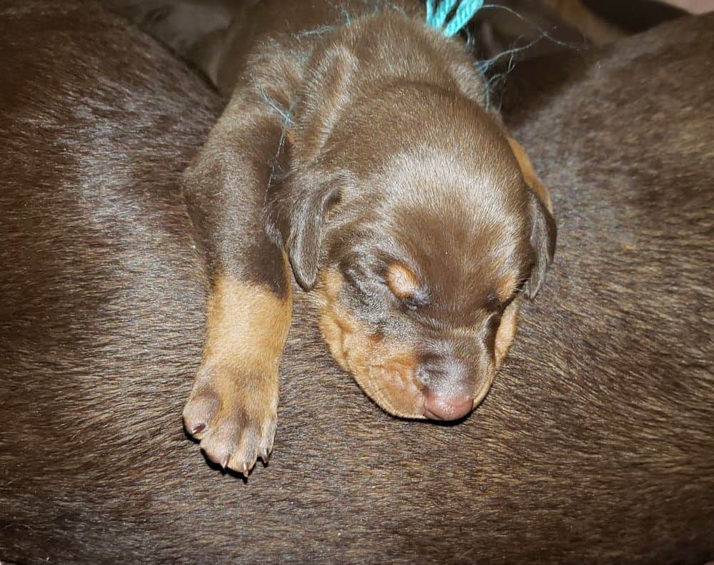 Doberman puppies at 2 weeks old