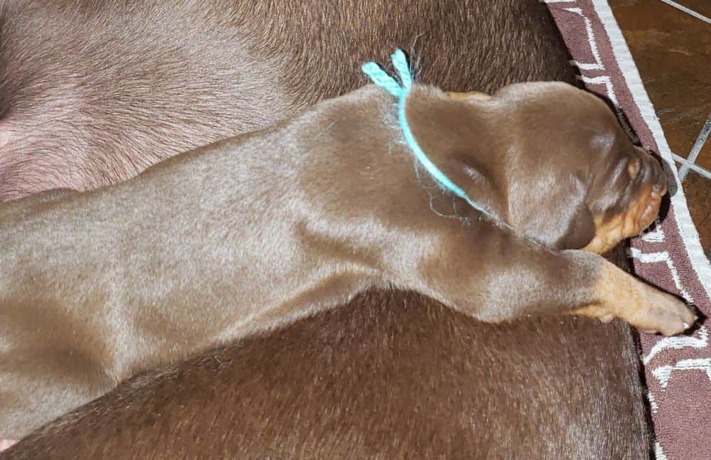 Doberman puppies at 2 weeks old