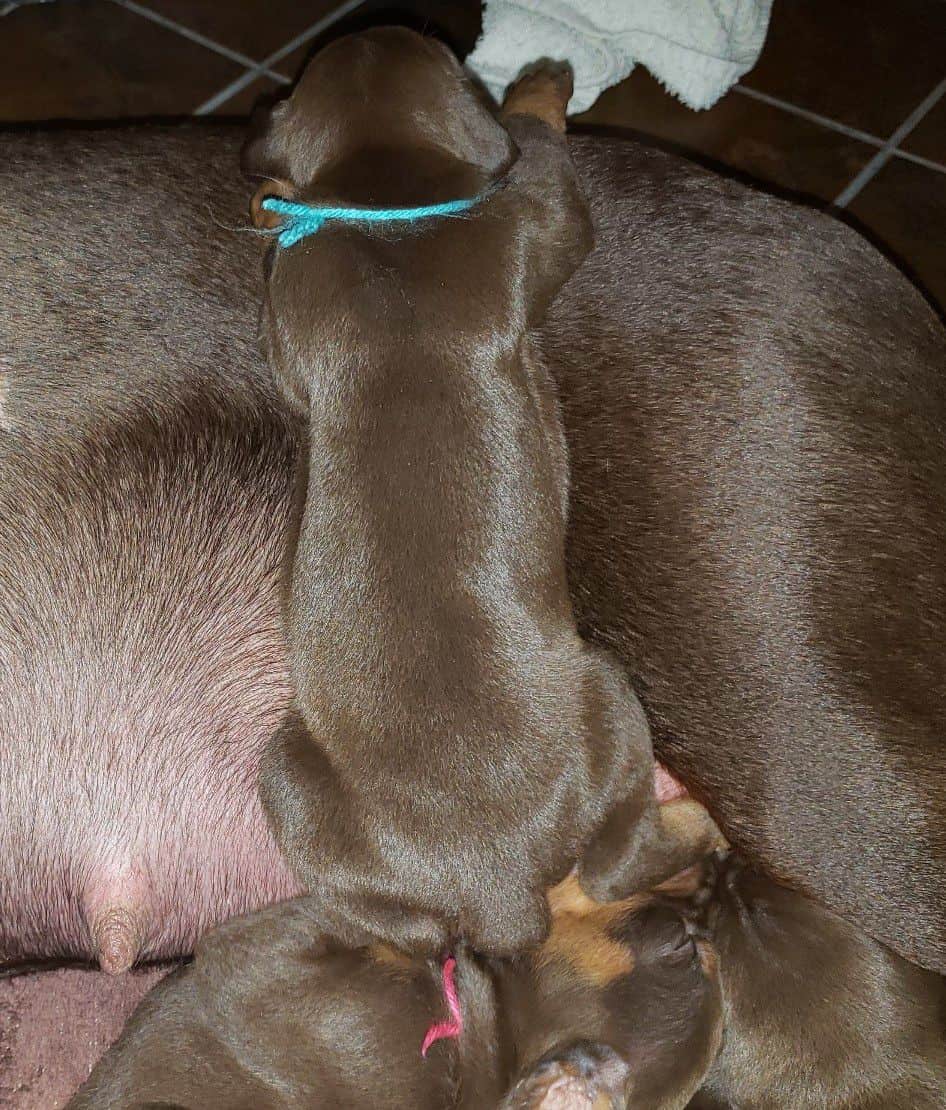 Doberman puppies at 2 weeks old