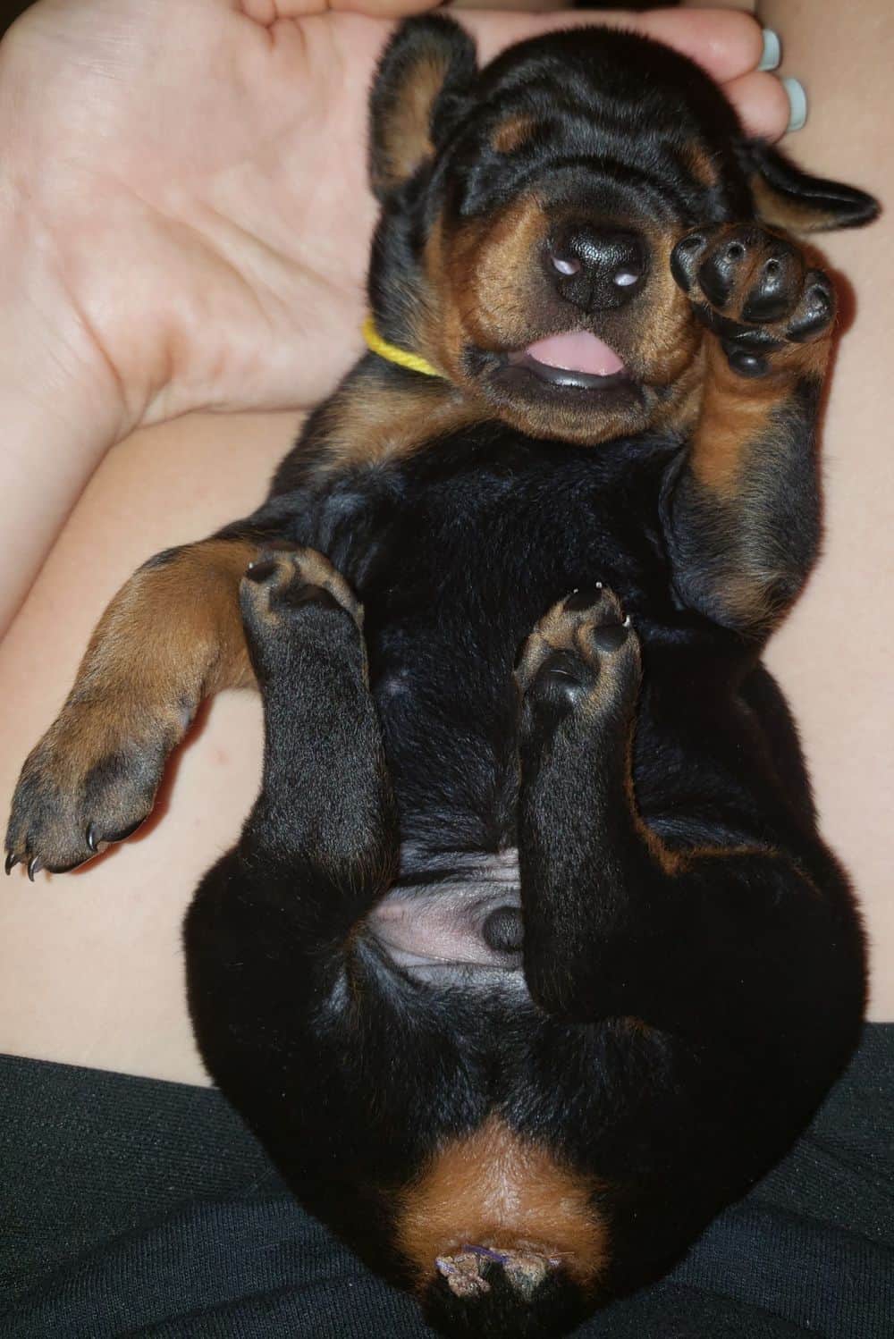 Doberman puppies at 2 weeks old