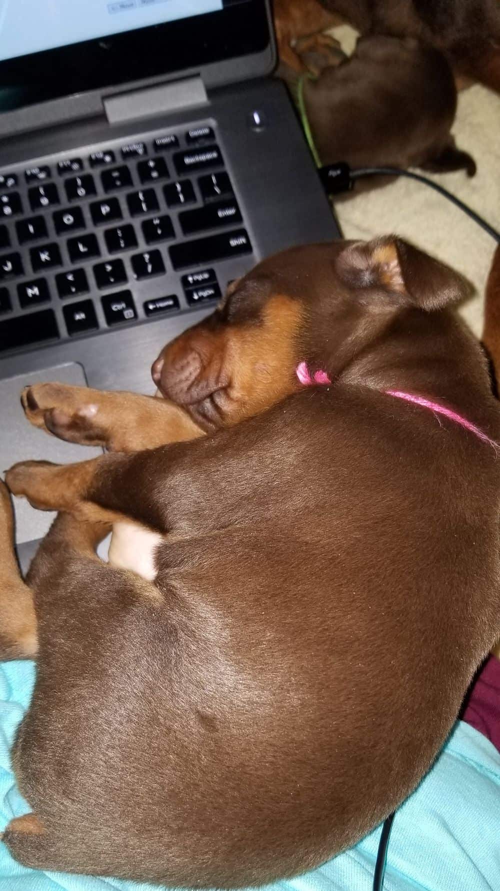 red and rust female Doberman puppy