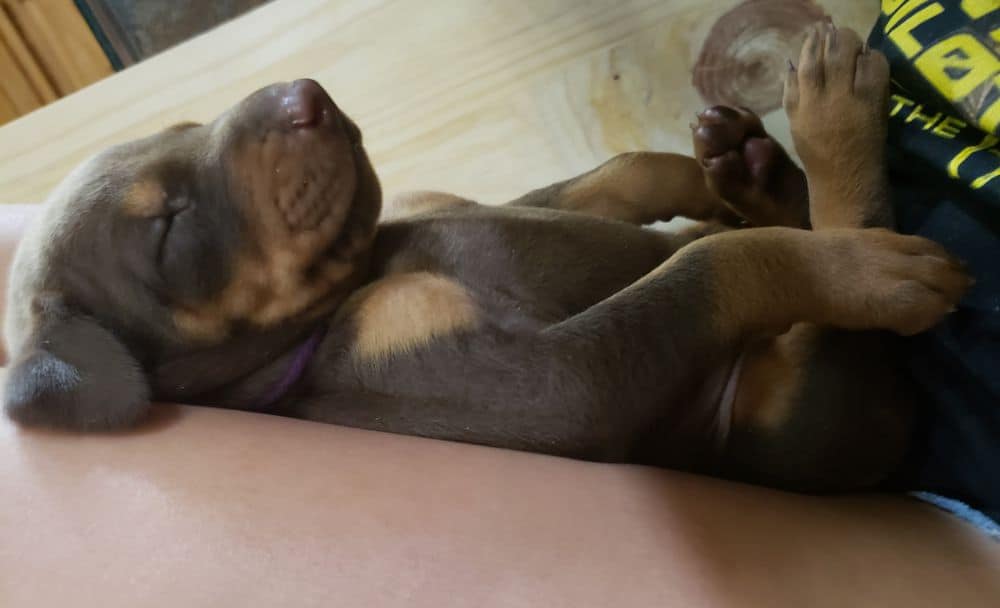 Doberman pinscher puppies