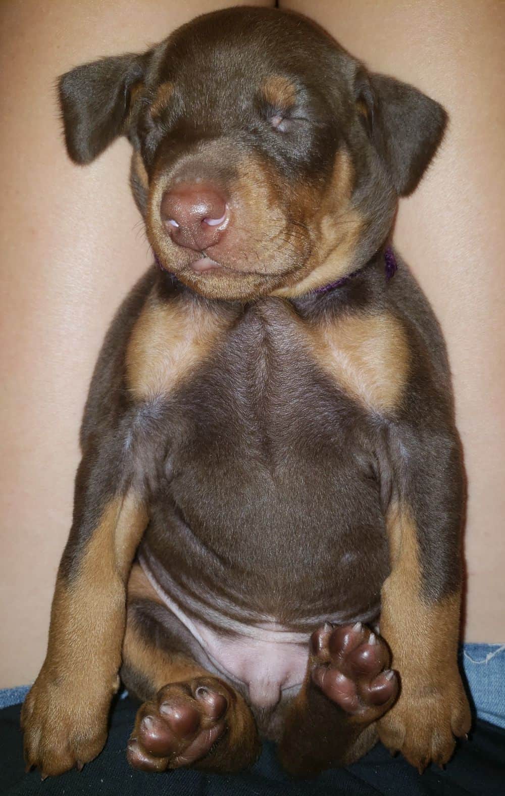 Doberman pinscher puppies