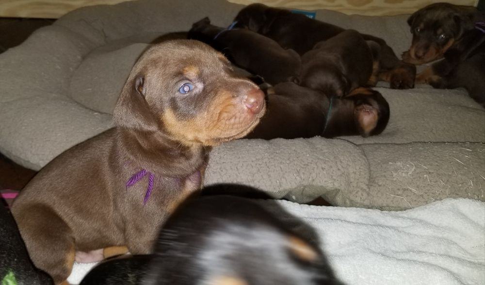 Doberman pinscher puppies