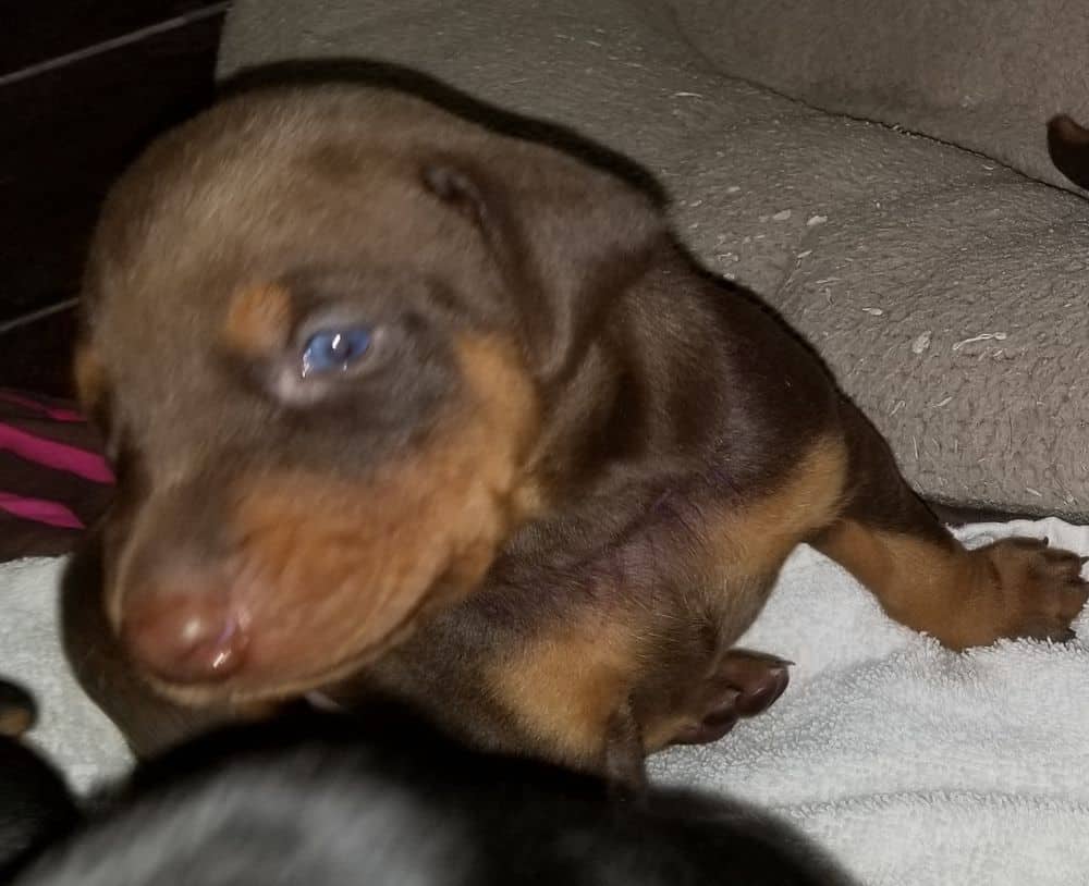 Doberman pinscher puppies