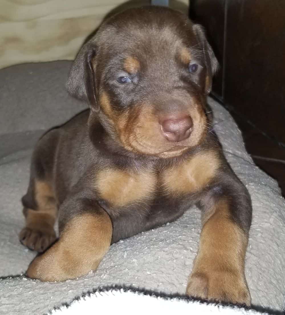 Doberman pinscher puppies