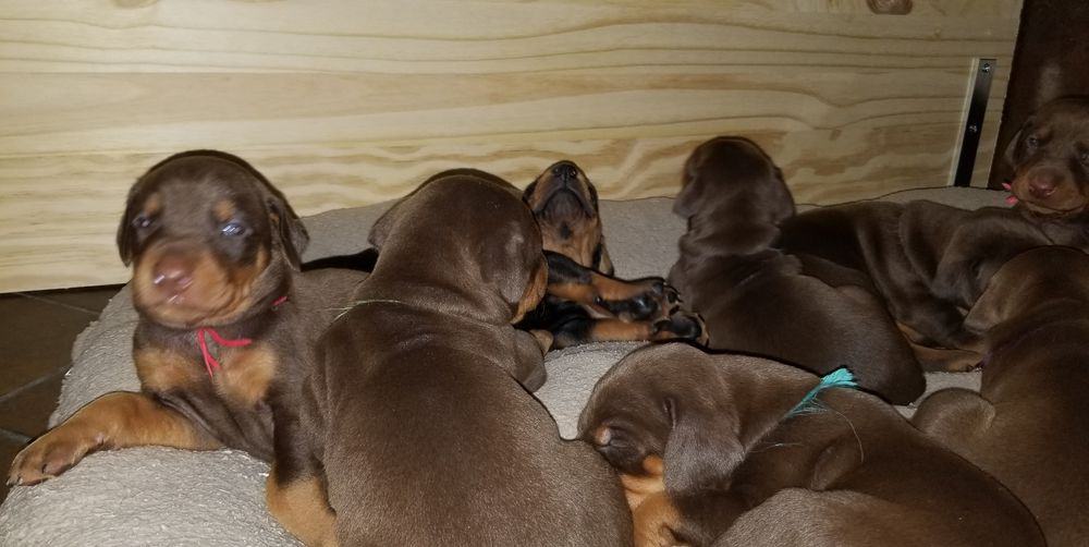 Doberman pinscher puppies