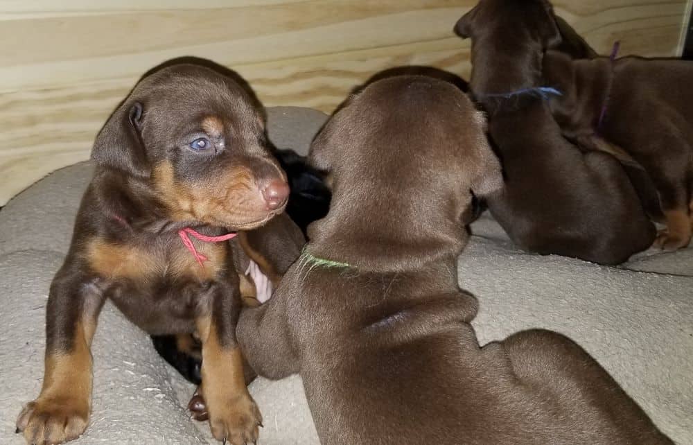 Doberman pinscher puppies