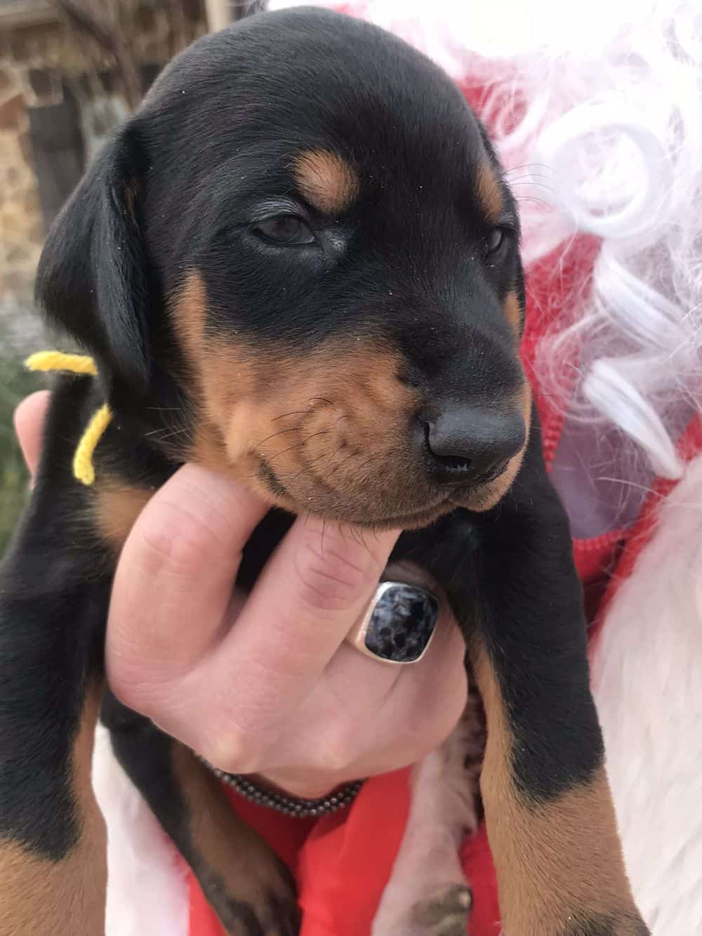 3 week old black male Doberman pinscher puppy