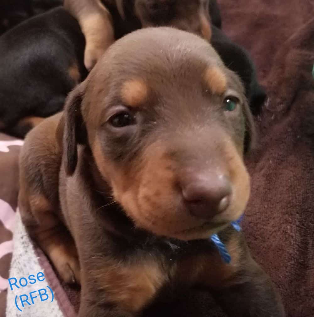 3 week old red female Doberman pinscher puppy