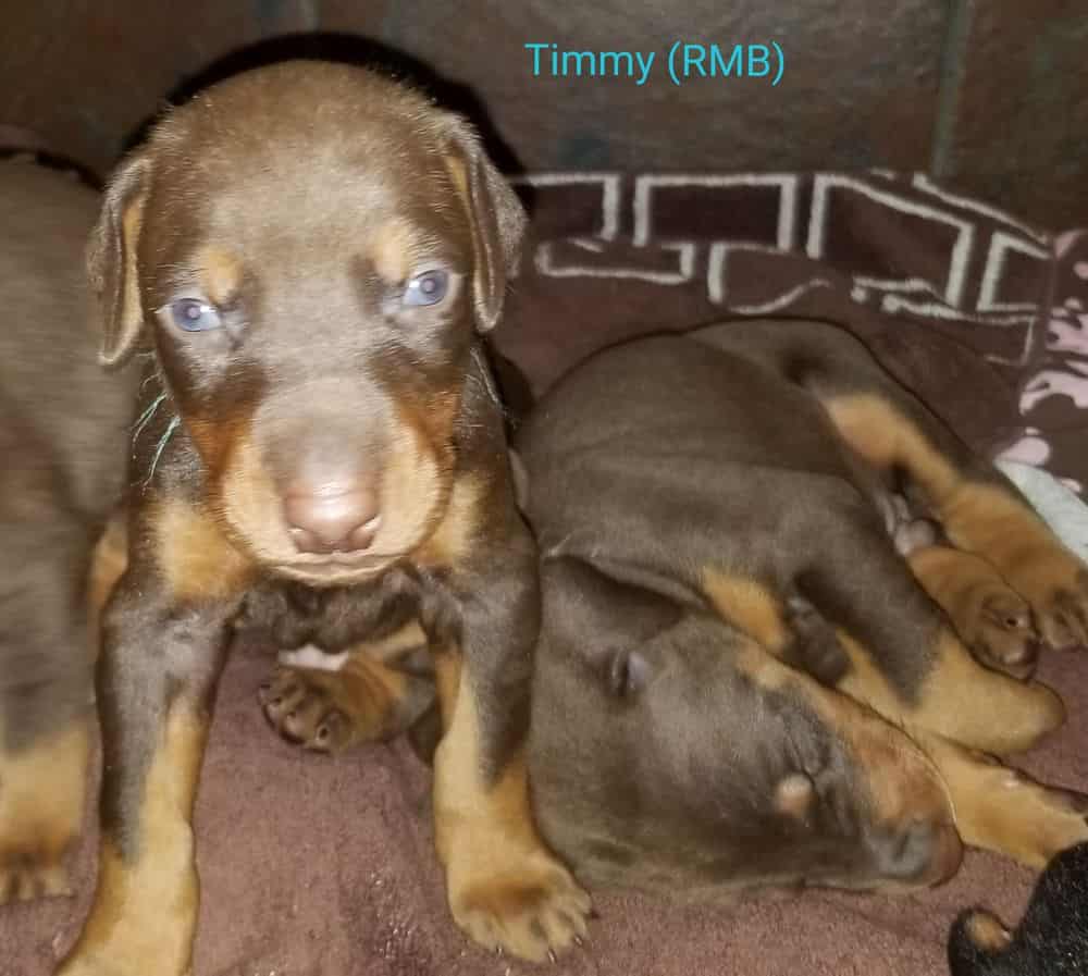 3 week old red male Doberman pinscher puppy