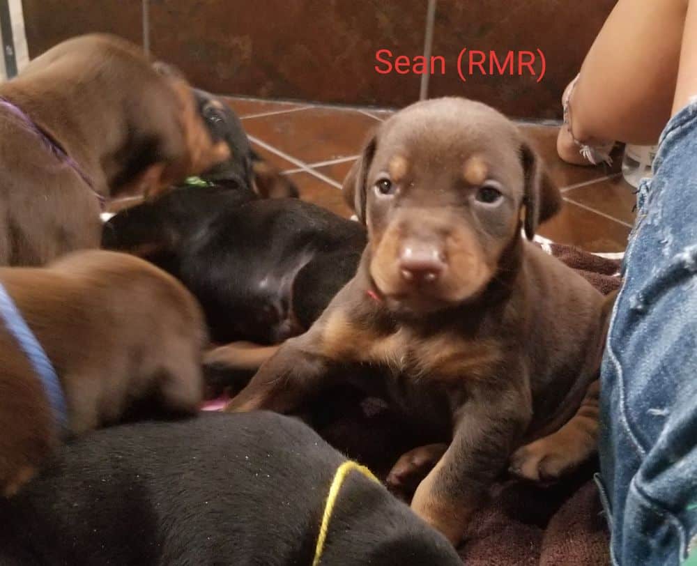 3 week old Doberman pinscher puppies