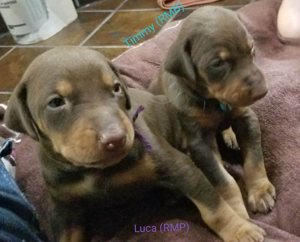 3 week old Doberman pinscher puppies