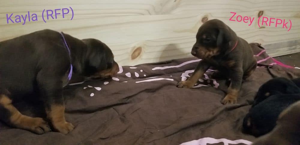 3 week old Doberman pinscher puppies