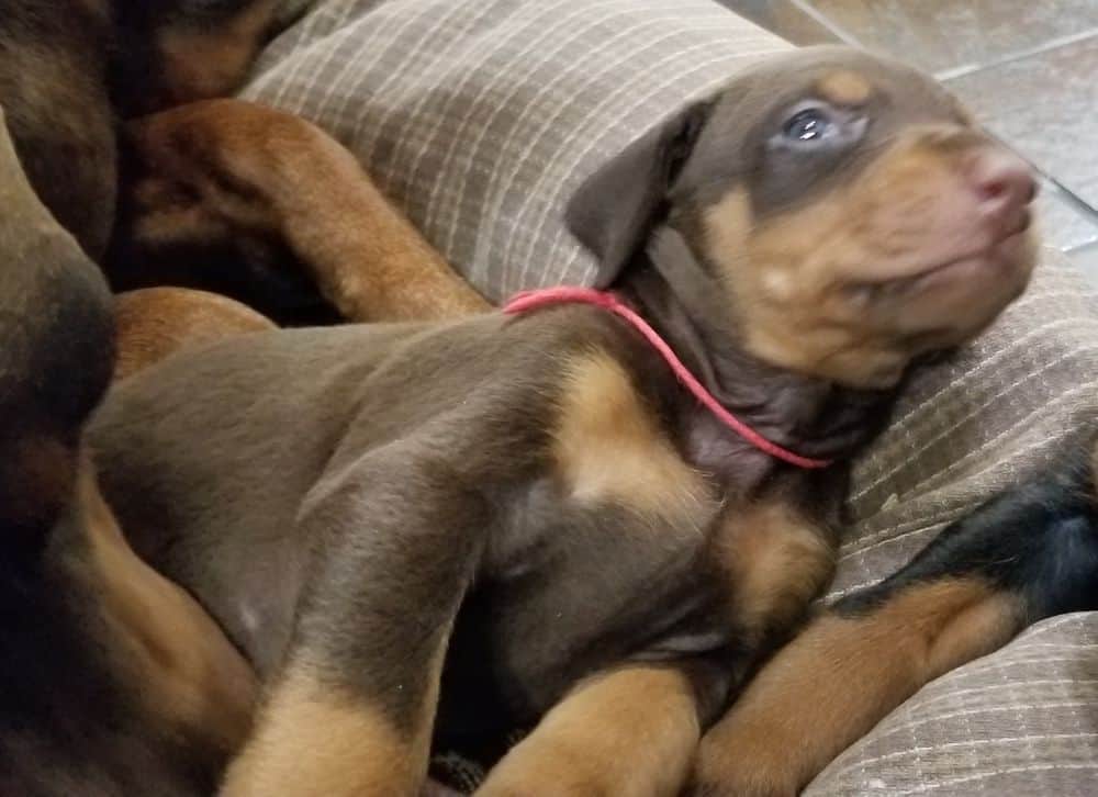 Doberman pinscher puppy