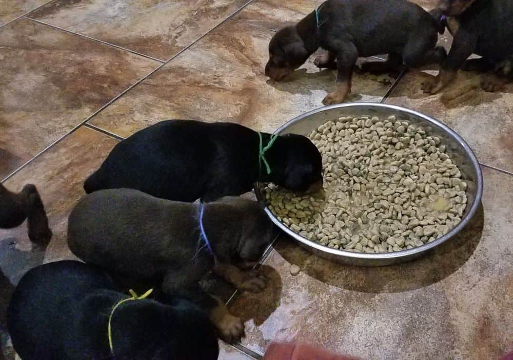 Doberman pinscher puppies eating food first time