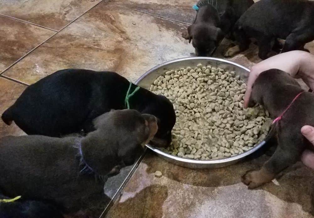 Doberman pinscher puppies eating food first time