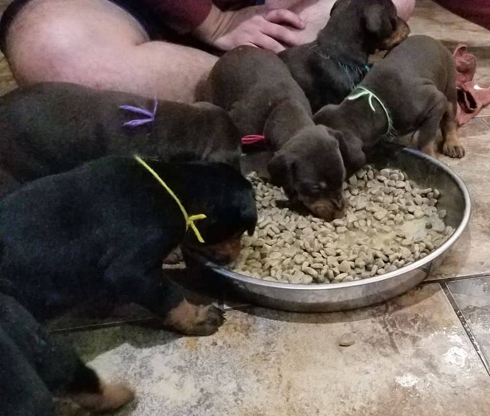 Doberman pinscher puppies eating food first time