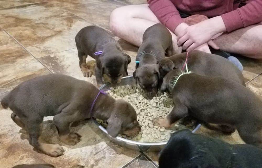 Doberman pinscher puppies eating food first time