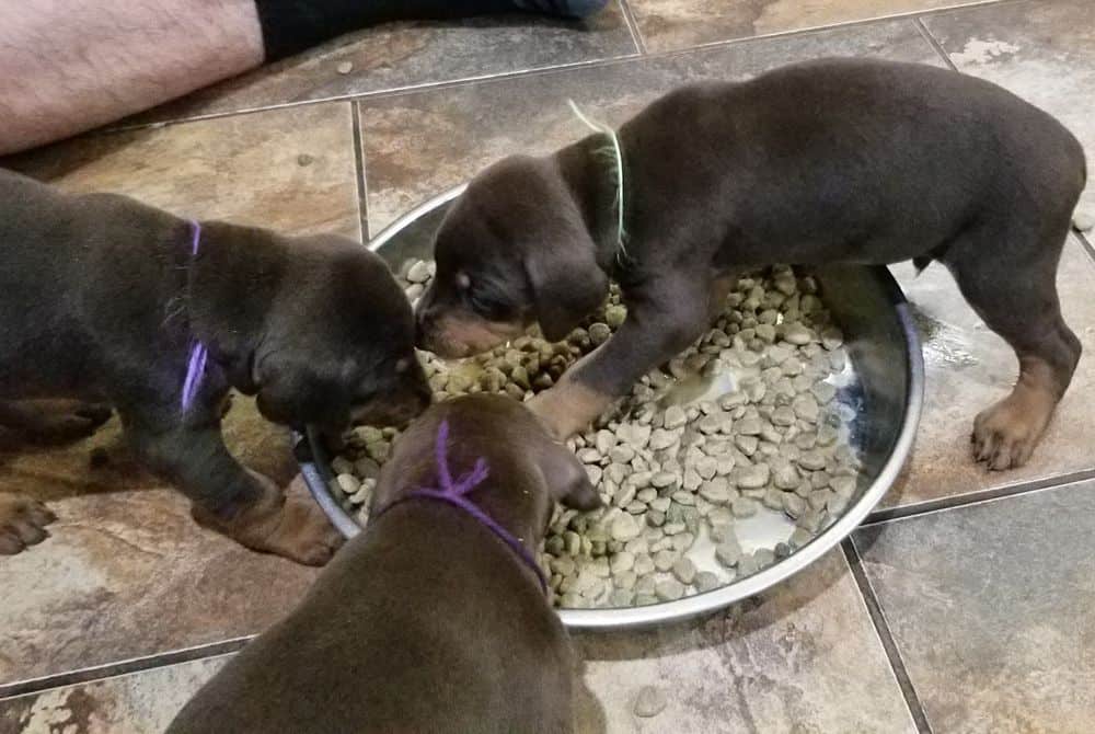 Doberman pinscher puppies eating food first time