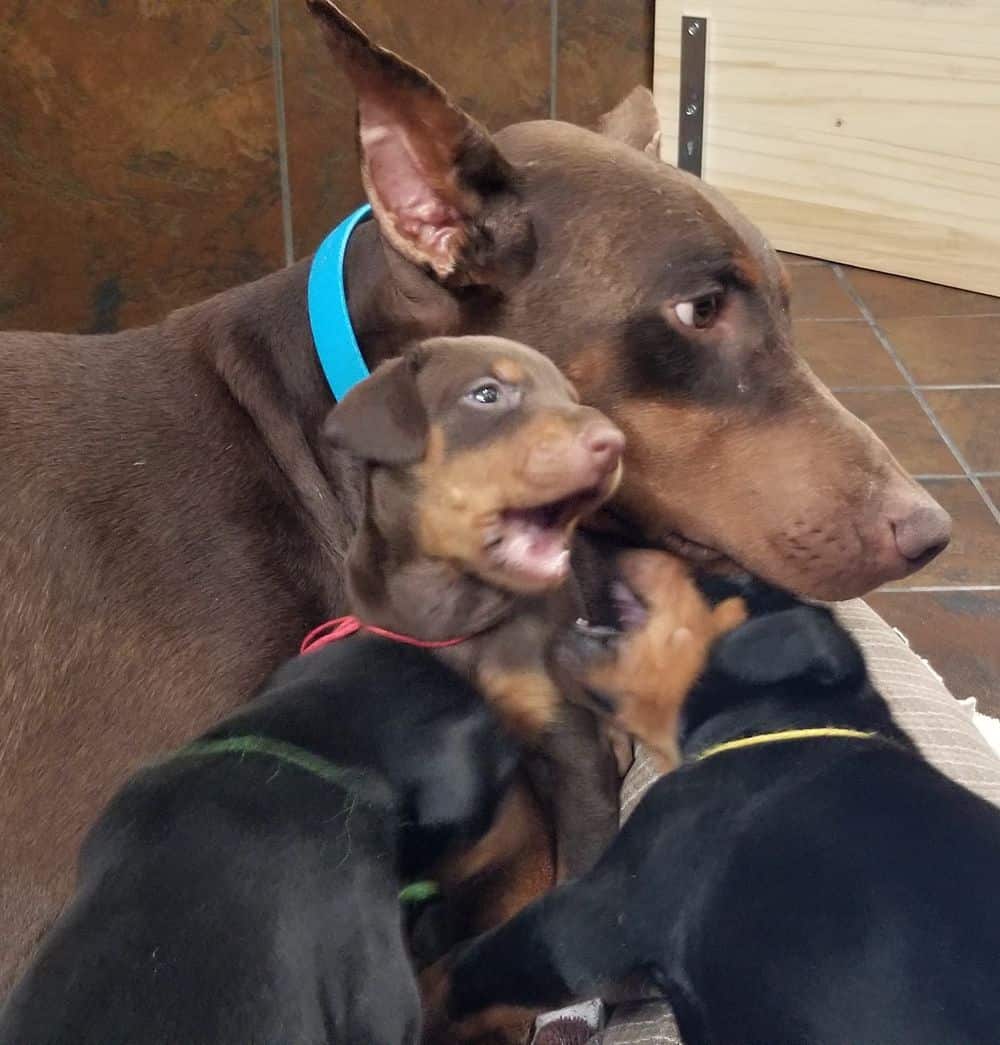 Doberman pinscher puppies with mom