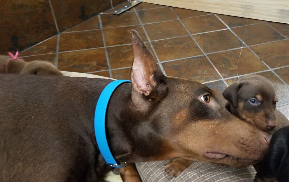 Doberman pinscher puppies with mom