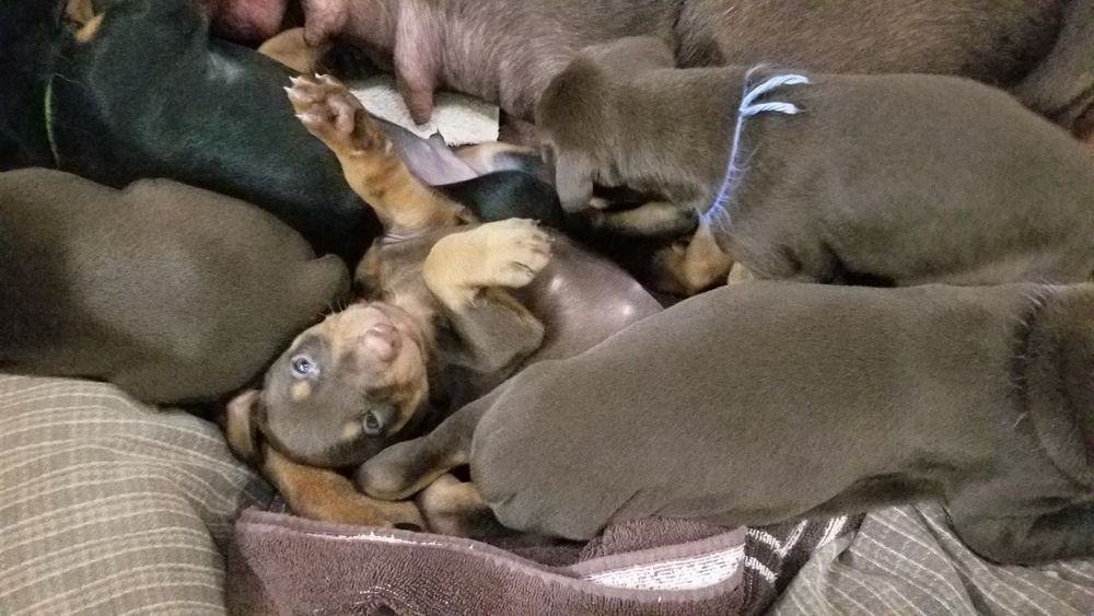 Doberman pinscher puppies